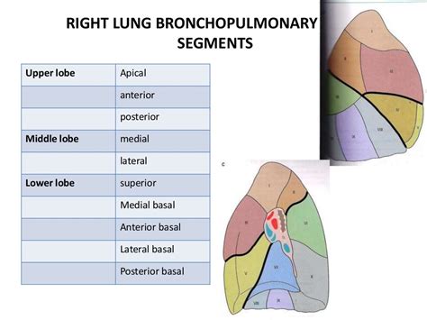 Bronchopulmonary Segments