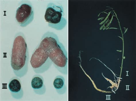 You can find both determinate and indeterminate beefsteak or roma or cherry tomatoes, for example. Determinate and indeterminate nodules formed on the same ...