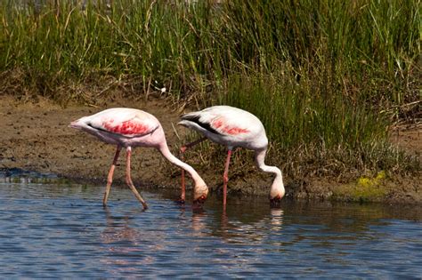 Lesser Flamingo Velddrif Salt Works South Africa