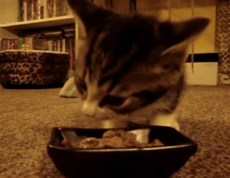 Cute Kitten Says Yum Yum Yum While Eating Life With Cats