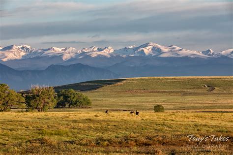 The Golden Plains And Snow Capped Mountains Tonys Takes Photography