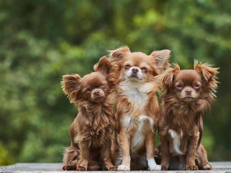 Chihuahua Dog Breed Description Temperament And Facts