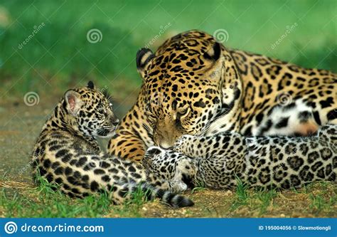 Jaguar Panthera Onca Mother With Cub Stock Photo Image Of Jaguar