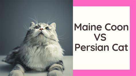 Maine Coon Vs Persian Cat Youtube
