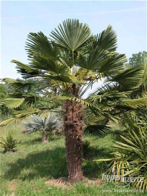 Mrazuvzdorné palmy - Trachycarpus fortunei - bazar ...