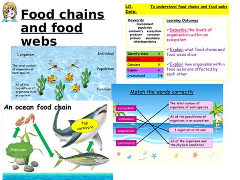 Food Chains And Food Webs Teaching Resources