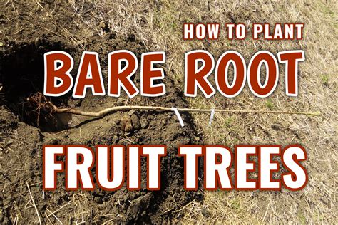 How To Plant And Grow Bare Root Fruit Trees