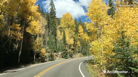 Aspen Trees Turn Brilliant Gold For Fall Season Abc7 Chicago