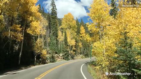 What causes holes in the bark of aspen trees? Aspen trees turn brilliant gold for fall season - ABC7 Los ...
