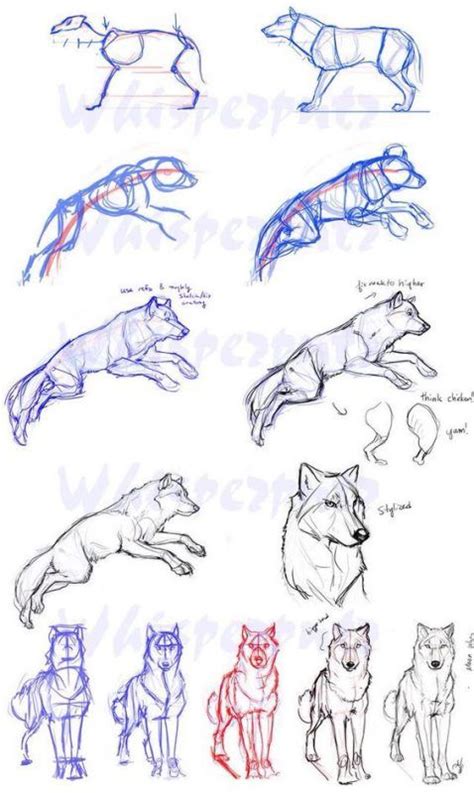 59 Tutos Pour Apprendre à Dessiner Des Animaux Wolf Sketch Drawings
