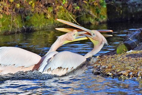 Pelikan Wasservogel Rosa Kostenloses Foto Auf Pixabay Pixabay