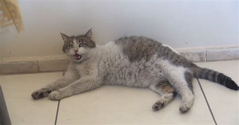 Pregnant Cat Arrives At Health Clinic In Turkey Meowing For Some Help