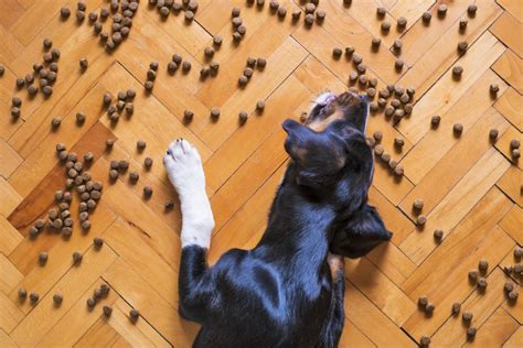 Prepararle Premios O Snacks A Tu Perro ¿en Qué Enfocarse — Fmdos