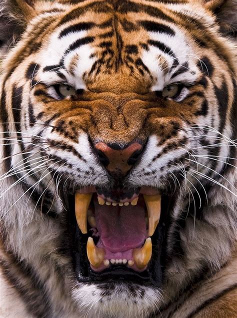 Just An Angry Tiger Pics