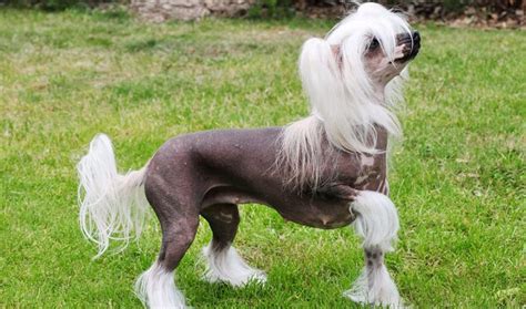 Chinese Crested Breed Information