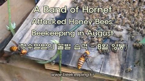 51 A Band Of Hornet Attacked Honey Bees Beekeeping In August 장수말벌의