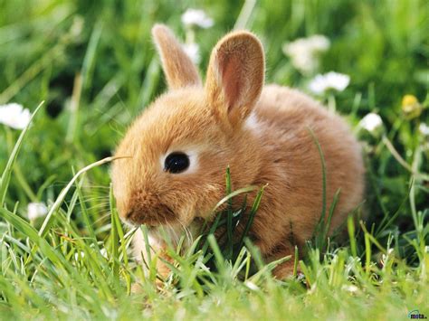 Cute White Baby Rabbit Wallpapers Wallpaper Cave