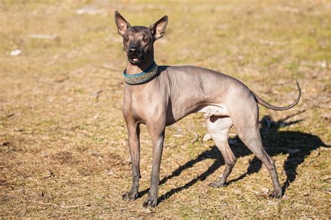Mexican Hairless Xoloitzcuintli Pictures Care Traits And More Dogster
