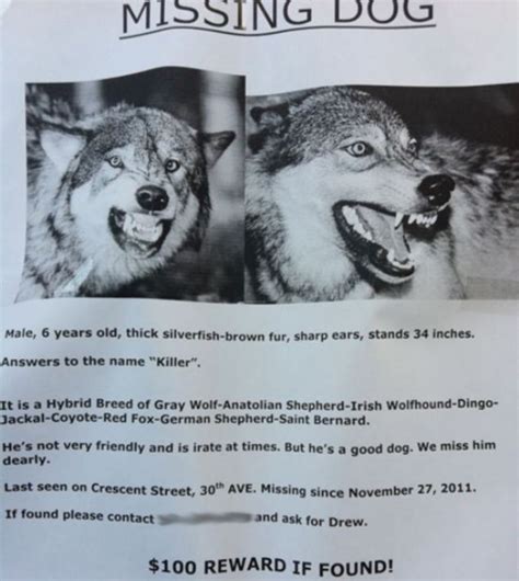Missing Pet Signs Put Up By Owners Across The World