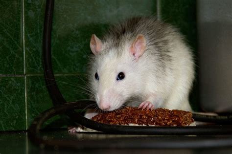 Smart Lab Rats Filmed Using Hooked Tools To Get Chocolate Cereal New