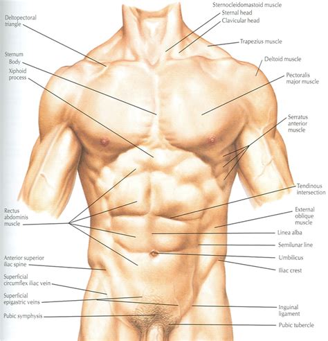 Transversus abdominis muscle internal abdominal oblique muscle rectus abdominis muscle anterolateral abdominal wall. Docs Network: CLINICAL ANATOMY OF ANTERIOR ABDOMINAL WALL ...