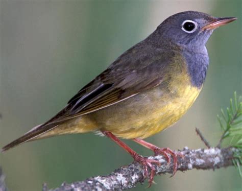 Connecticut Warbler Songs And Calls Larkwire