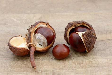 How To Preserve Buckeye Nuts Livestrongcom