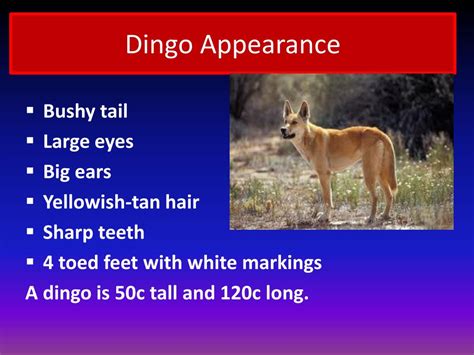 Ppt My Australian Animal Dingo Powerpoint Presentation Free Download