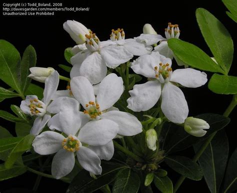 Full sun or partial shade flowering period/colour: PlantFiles Pictures: Choisya Species, Mexican Mock Orange ...