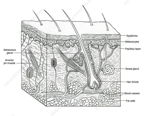 Illustration Of Skin Section Stock Image C0172585 Science Photo