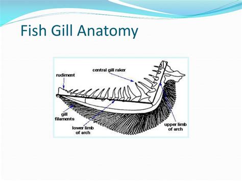 Ppt Fish Medicine Powerpoint Presentation Free Download Id2391014