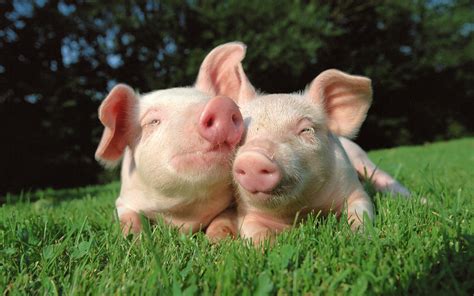 Pigs In Love Wallpapers Hd Desktop And Mobile Backgrounds