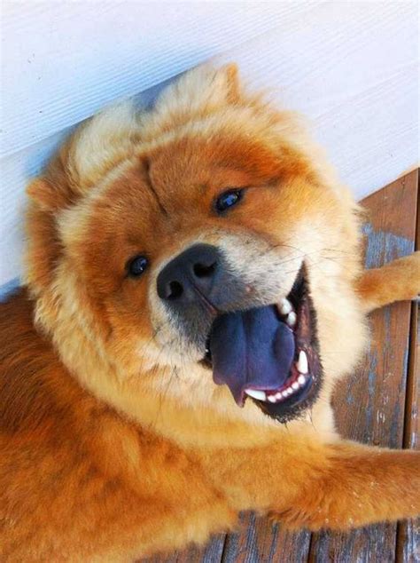 Chow Chow Dog Breed The Dogs With Blue Black Tongue The Pets Dialogue