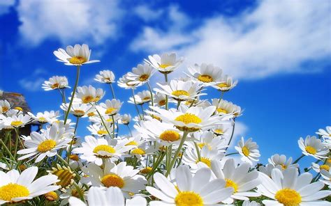 Field Of Daisies Wallpapers Wallpaper Cave