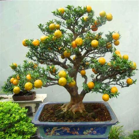Citrus Plant Bonsai Mandarin Orange Bonsai Edible Fruit Bonsai Tree