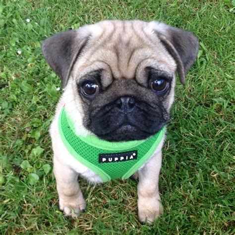 Adorable Pug Puppy Harness L2sanpiero