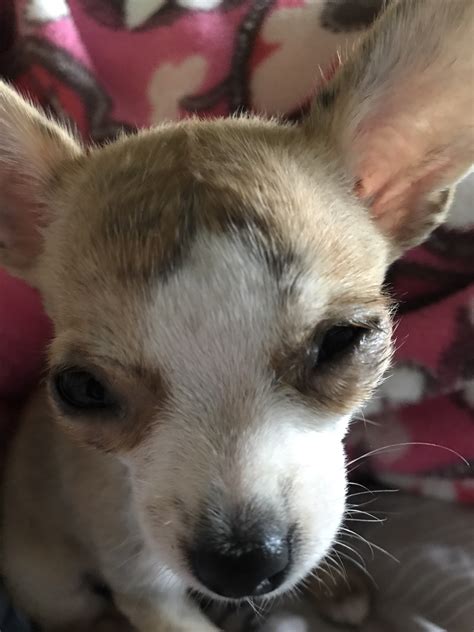 Swollen Eye Chihuahua Forum Chihuahua Breed Dog Forums