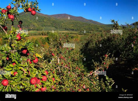 Dickie Brothers Apple Orchard at Massies Mill, Nelson County, Virginia