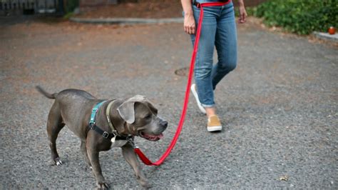 The 8 Best Hands Free Dog Leashes For Runs And Romps