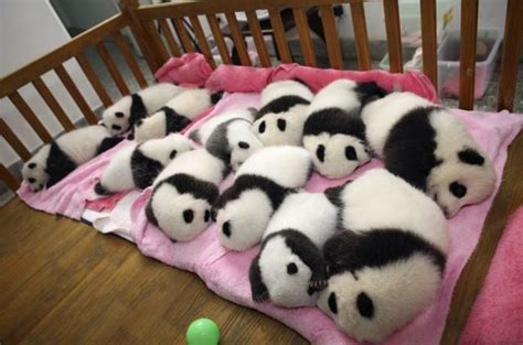 Twelve Adorable Fluffy Baby Pandas Nap Time