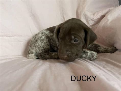 The complete guide to german shorthaired pointers: 6 German Shorthaired pointer puppies for sale in ...