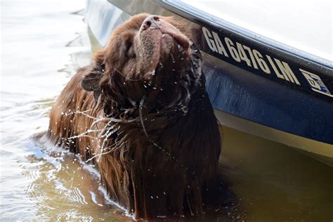 Zeus Our Newfoundland Dog After His Swim One Happy Dog Walrus