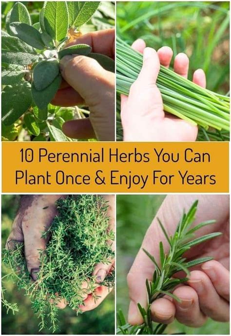 10 Perennial Herbs You Can Plant Once And Enjoy For Years Planting