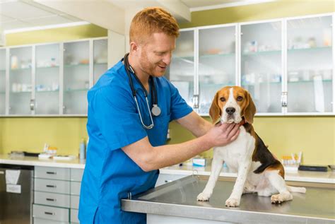 How Do Vets Keep Animals Safe Dekomed Ltd