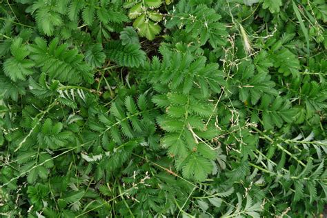 Argentina anserina (synonym potentilla anserina) is a perennial flowering plant in the rose family, rosaceae. Argentina anserina