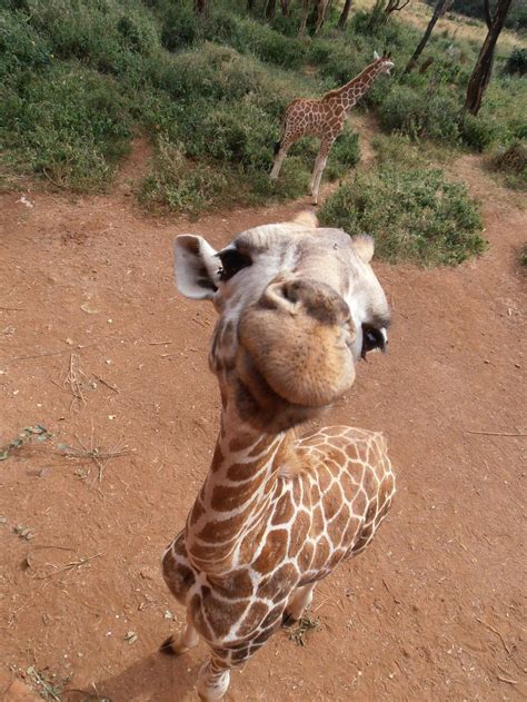 A What A Sweetie Baby Giraffe Wanna Take A Selfie With Me