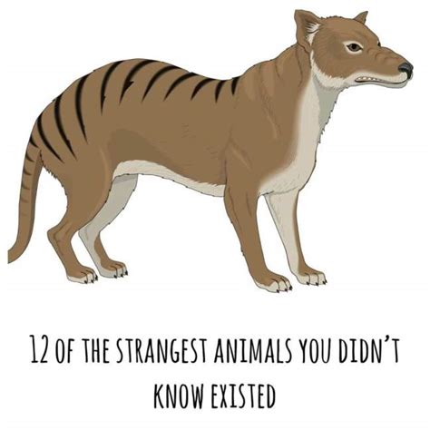 12 Of The Strangest Animals You Didnt Know Existed Latte Lindsay