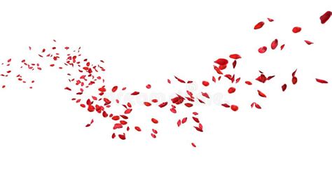 Red Rose Petals Floating In Curve Flow Path Stock Illustration