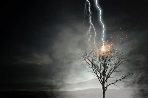 What Happens When Lightning Strikes A Tree Wonderopolis