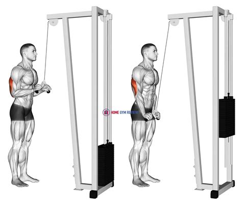 Cable Triceps Pushdown V Bar Home Gym Review